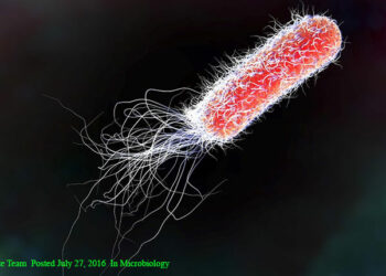 Báo cáo chuyên đề “Dùng phương pháp quang phổ Raman và hồng ngoại (Infra-red) nghiên cứu về tác động của kháng sinh trên vi khuẩn Escherichia coli và Vibrio parahaemolyticus”