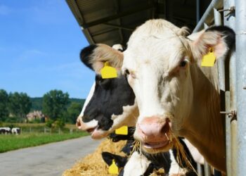 HỘI THẢO CHUYÊN ĐỀ