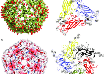 SEMINAR PHÂN TÍCH GEN PCV2 THU THẬP TỪ HEO NUÔI Ở MỘT SỐ TỈNH PHÍA NAM …