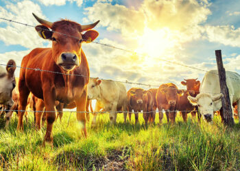 KHÓA ĐÀO TẠO NGẮN HẠN “ỨNG DỤNG CÔNG NGHỆ SINH HỌC TRONG KHOA HỌC ĐỘNG VẬT VÀ CHĂN NUÔI BỀN VỮNG”