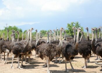 THÔNG BÁO TUYỂN DỤNG – CÔNG TY TNHH HÀ TÂN KỲ