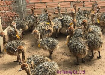 THÔNG BÁO TUYỂN DỤNG – CÔNG TY TNHH HÀ TÂN KỲ