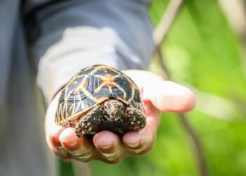 gelaench rua sao an do 3